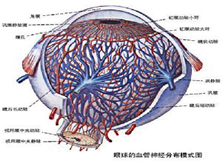 眼球运动障碍