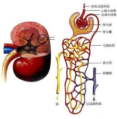 急性肾小管坏死