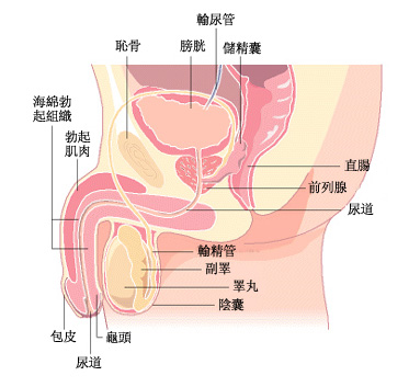 精囊囊肿