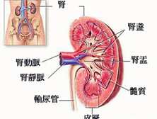 继发性肾脏疾病