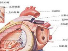 左心室双出口