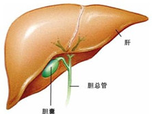 老年胆囊炎