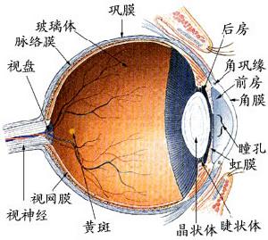 中心性渗出性脉络膜视网膜炎