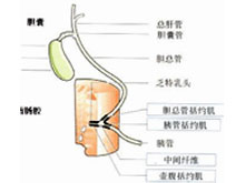 胆道感染