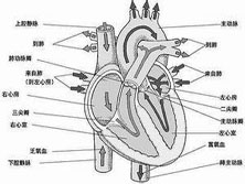 窦房传导阻滞