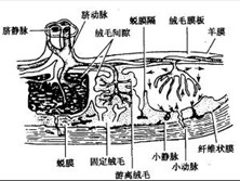 弥漫性血管内凝血