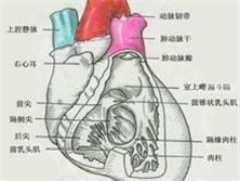 原发性纵隔感染