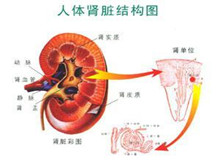 小儿肾性糖尿