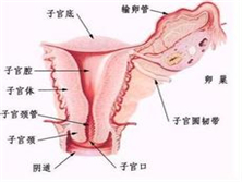 输卵管癌三联症