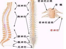 小儿脊髓损伤