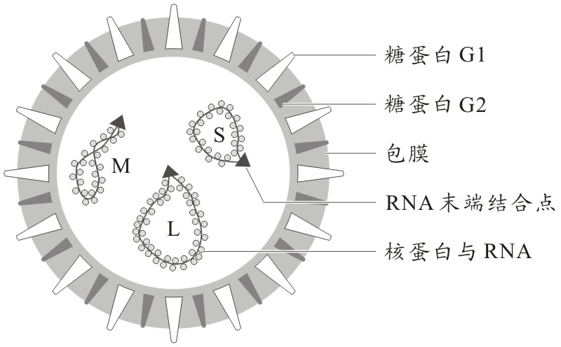 克里米亚-刚果出血热