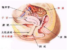 阴道嗜血杆菌性阴道炎