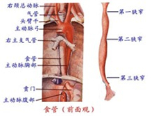 食管疾病