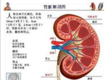 肾小球肾炎