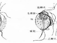 婴幼儿外阴阴道炎