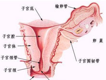 细菌性阴道病