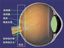 眼底病