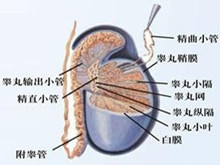 先天性睾丸发育不全