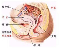 间质性膀胱炎、局限性外阴炎和脱屑性阴道炎综合征