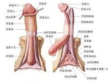 霉菌性龟头炎