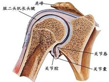 退变性关节病