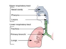 呼吸道感染