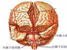 小儿出血性休克和脑病综合征