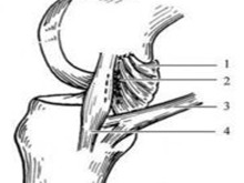膝内侧副韧带损伤