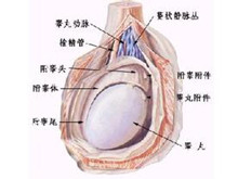 小儿家族性嗅神经-性发育不全综合征