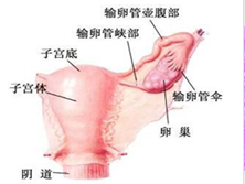 外阴平滑肌肉瘤