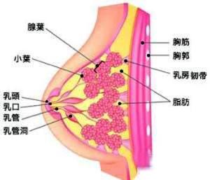 早期乳腺癌