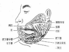 涎腺炎症