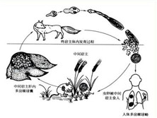 多房棘球蚴病