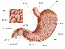 妊娠合并消化性溃疡