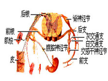 单神经病与神经丛神经病