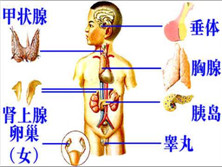 多发性内分泌腺瘤Ⅱ型