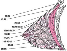 乳房神经纤维瘤