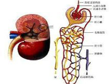 肾小管疾病