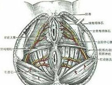 老年性外阴萎缩