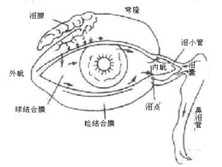 泪腺分泌功能减退