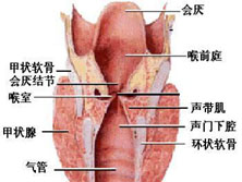 咽喉良性肿瘤