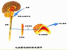 肾上腺素中毒