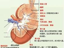 原发性IgA肾病